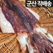 군산항 직송 반건조 갑오징어 1마리(소/중/대/특대)